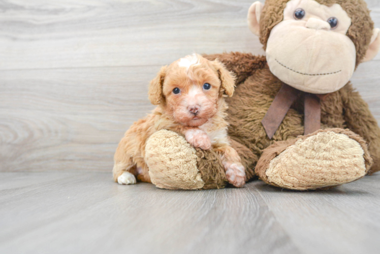 Poodle Puppy for Adoption