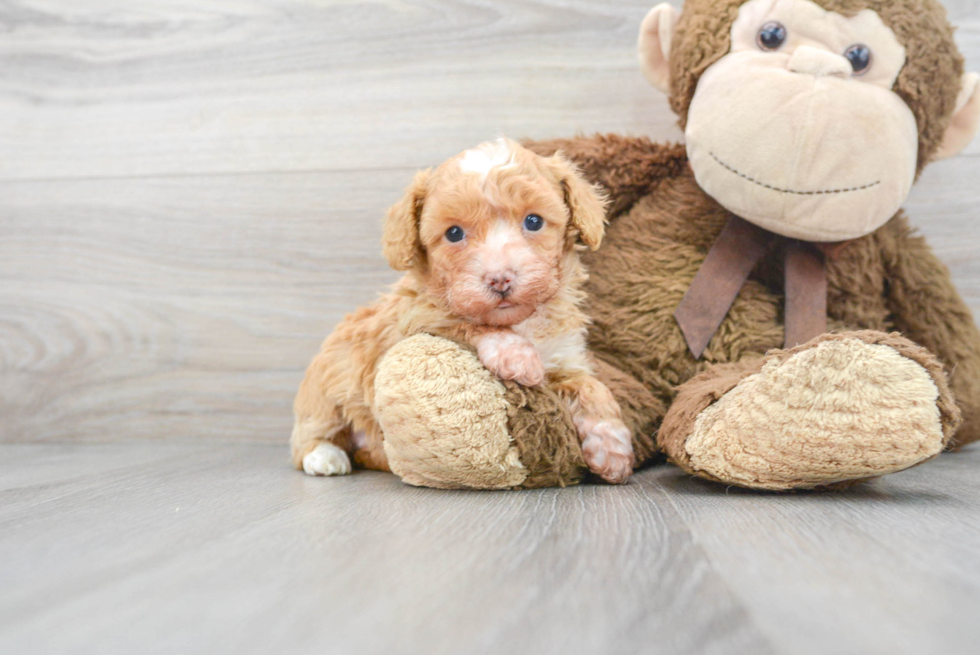 Poodle Puppy for Adoption