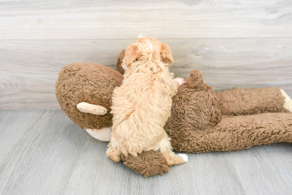 Best Poodle Baby