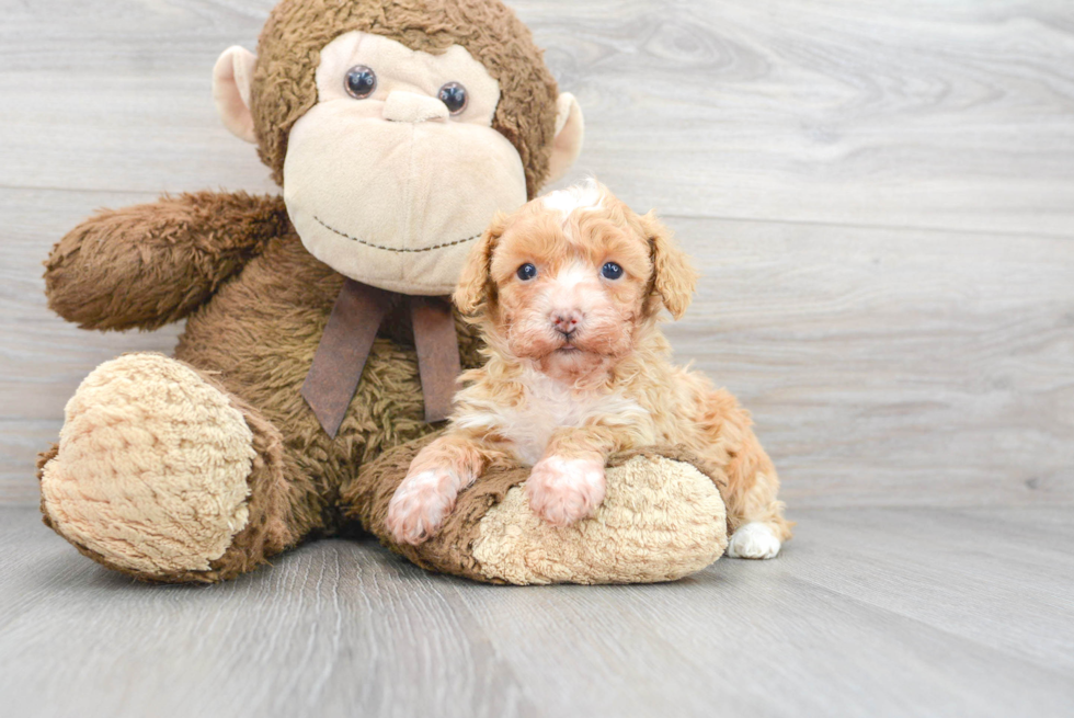 Best Poodle Baby
