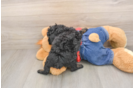 Petite Pooodle Purebred Puppy