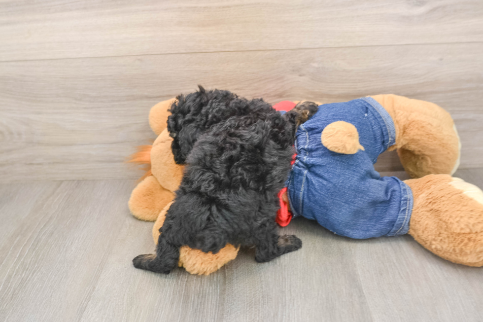 Petite Pooodle Purebred Puppy
