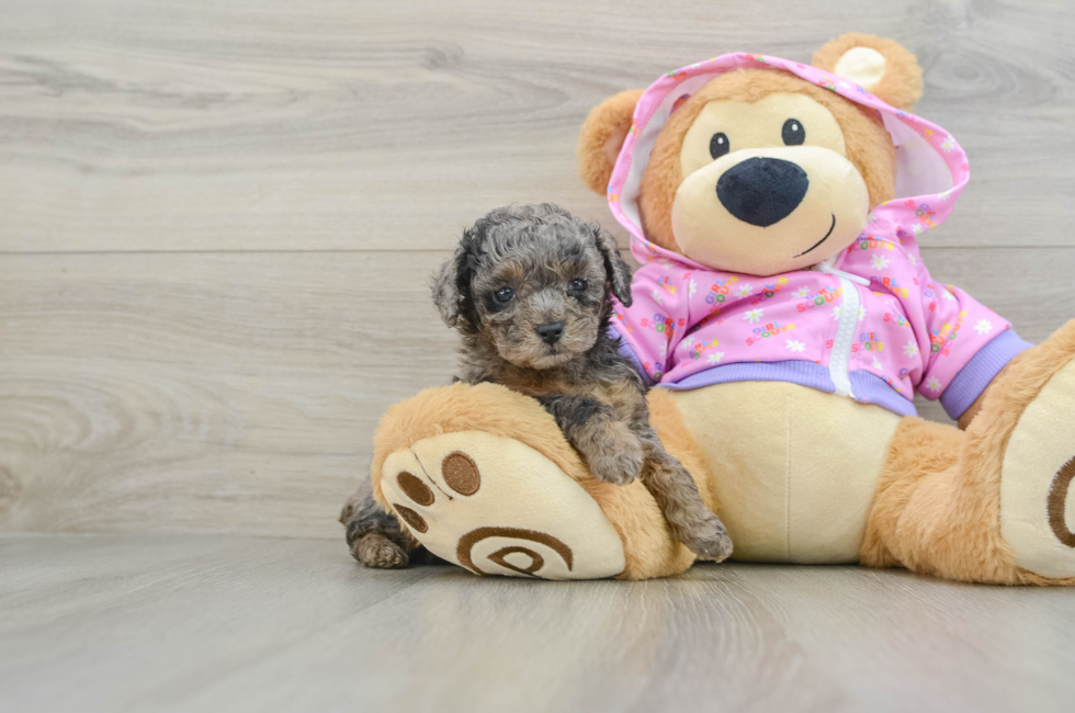 6 week old Poodle Puppy For Sale - Florida Fur Babies