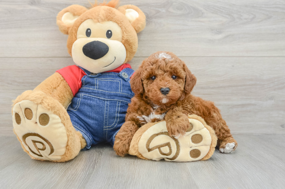 6 week old Poodle Puppy For Sale - Florida Fur Babies