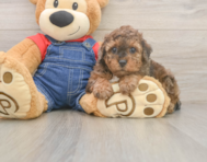 7 week old Poodle Puppy For Sale - Florida Fur Babies
