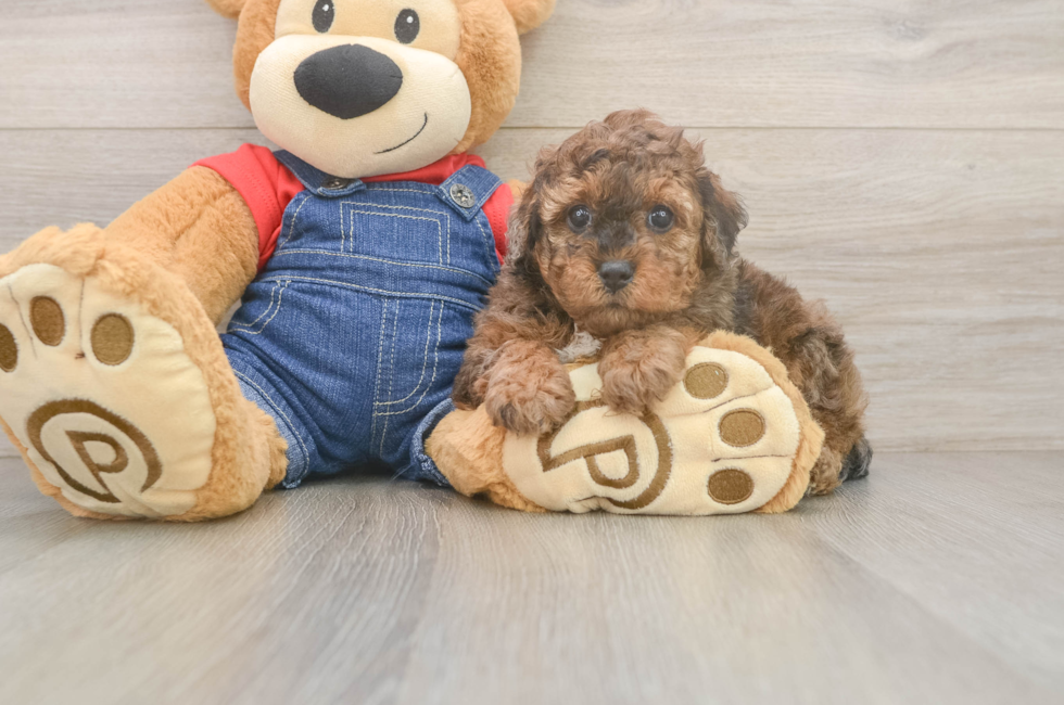 5 week old Poodle Puppy For Sale - Florida Fur Babies