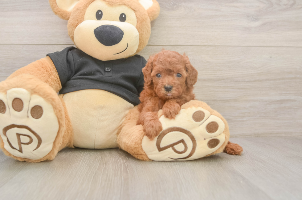 5 week old Poodle Puppy For Sale - Florida Fur Babies