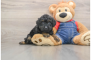 Little Poodle Purebred Pup