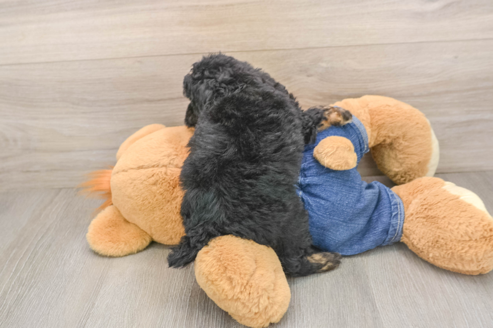 Adorable Pooodle Purebred Puppy