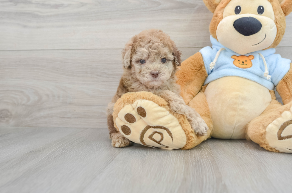6 week old Poodle Puppy For Sale - Florida Fur Babies