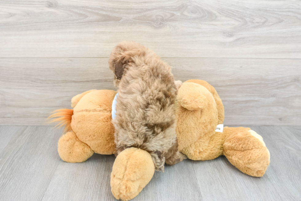 Hypoallergenic Poodle Purebred Pup