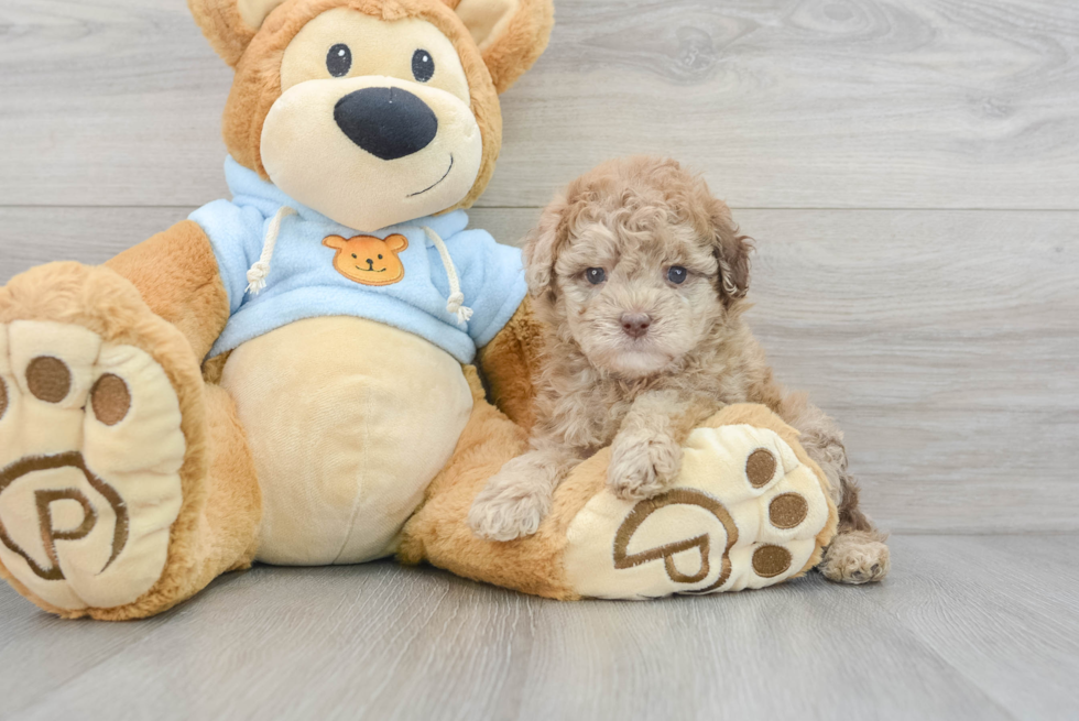 Small Poodle Baby
