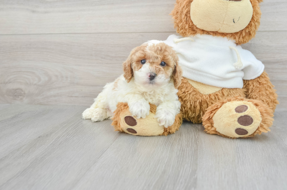 10 week old Poodle Puppy For Sale - Florida Fur Babies