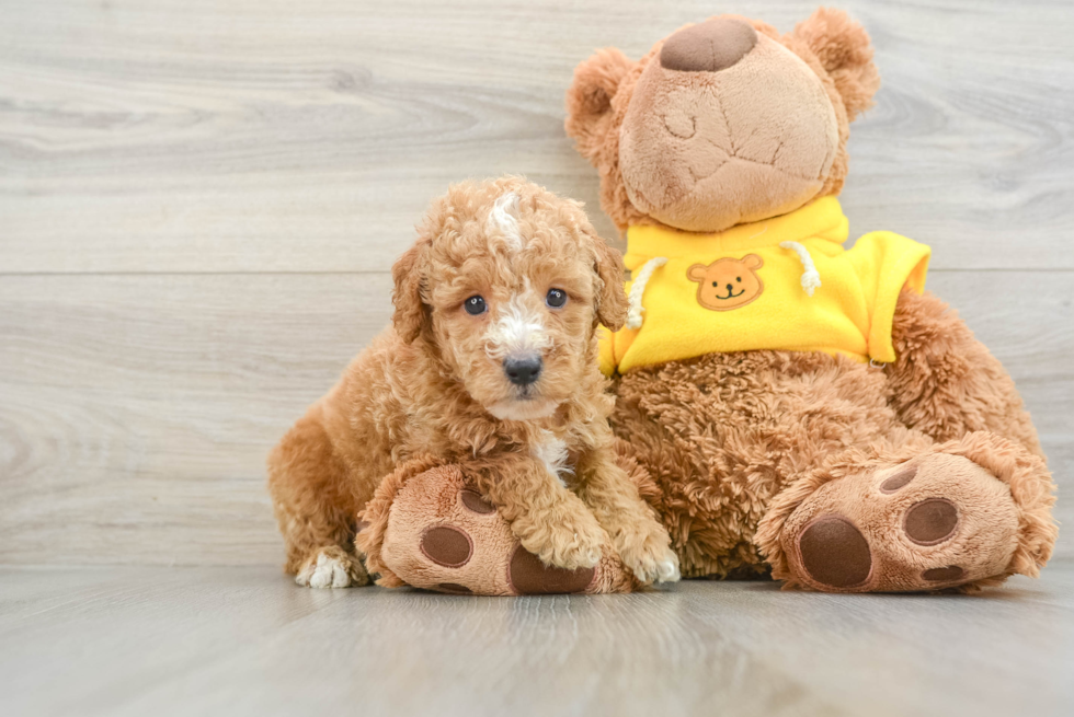 Friendly Poodle Purebred Pup
