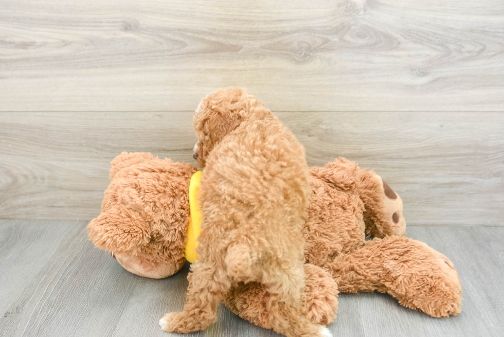 Energetic Pudel Purebred Puppy