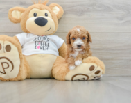 6 week old Poodle Puppy For Sale - Florida Fur Babies