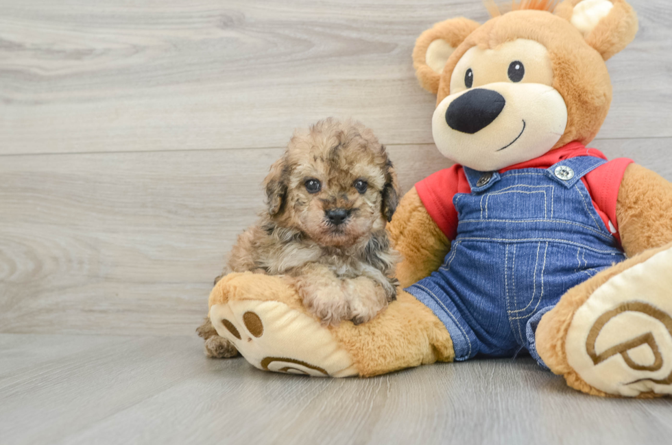 7 week old Poodle Puppy For Sale - Florida Fur Babies