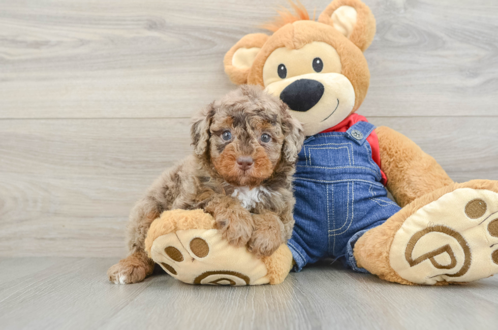 5 week old Poodle Puppy For Sale - Florida Fur Babies