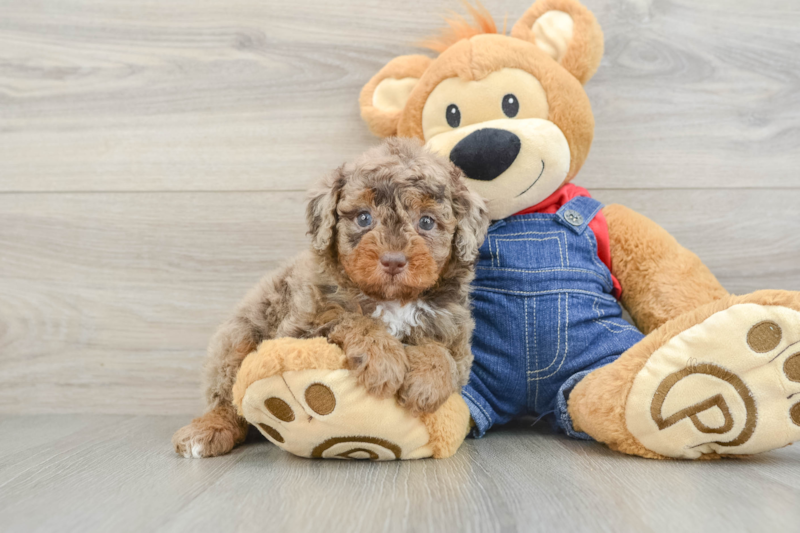 Meet Google - our Poodle Puppy Photo 1/3 - Florida Fur Babies