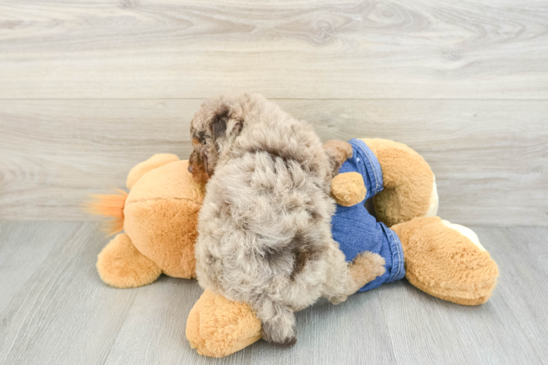 Meet Google - our Poodle Puppy Photo 2/3 - Florida Fur Babies