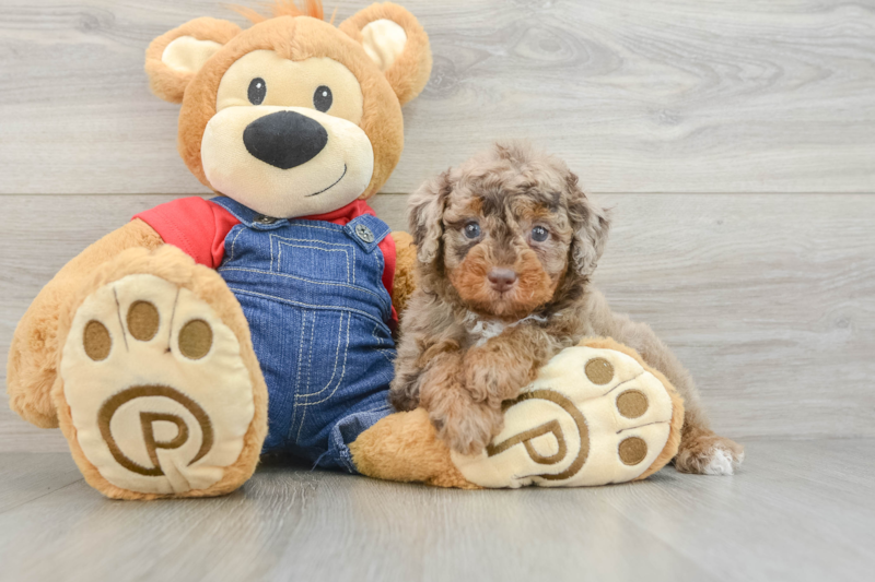 Meet Google - our Poodle Puppy Photo 3/3 - Florida Fur Babies