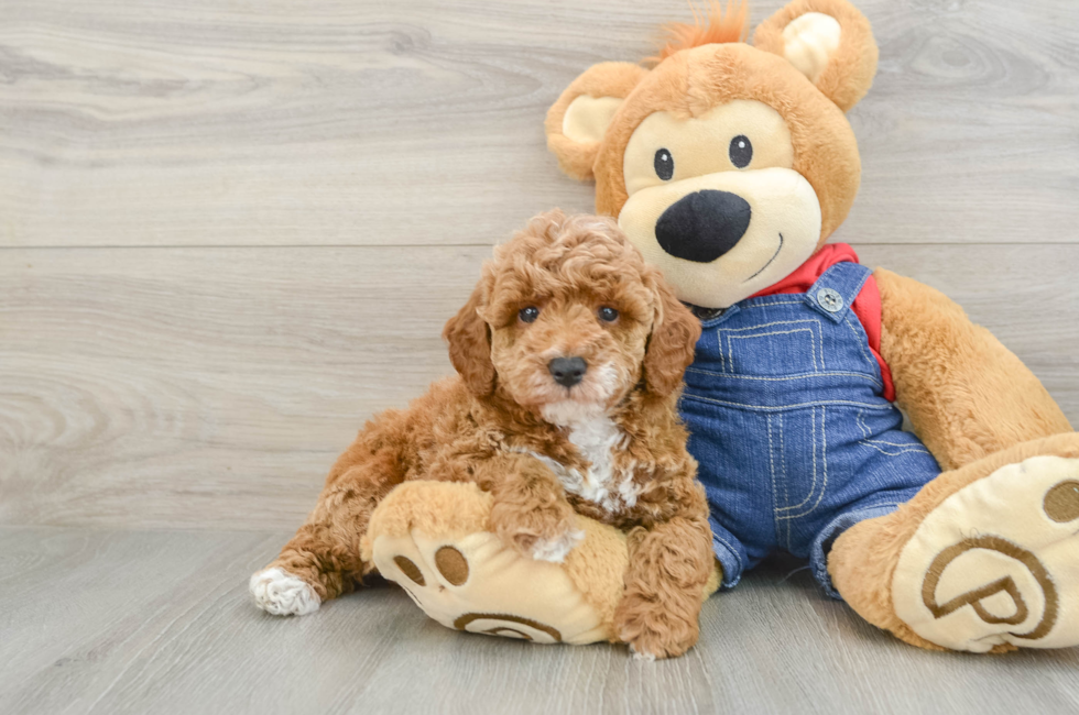 6 week old Poodle Puppy For Sale - Florida Fur Babies