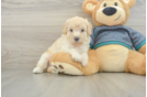 Best Poodle Baby