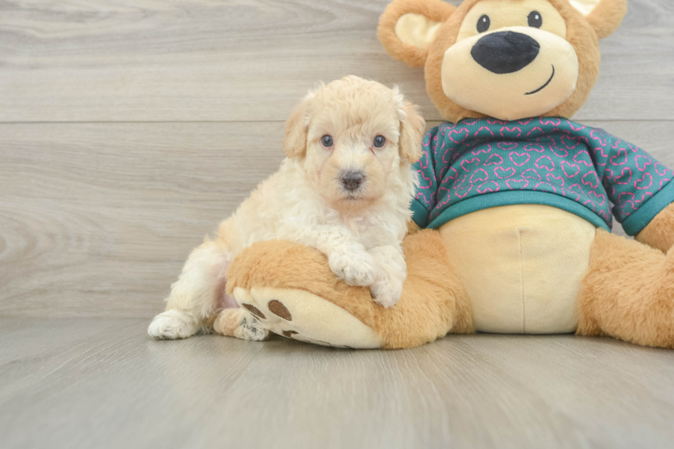 Best Poodle Baby