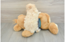 Best Poodle Baby
