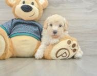 8 week old Poodle Puppy For Sale - Florida Fur Babies