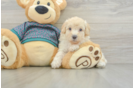 Best Poodle Baby