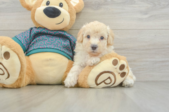 Best Poodle Baby