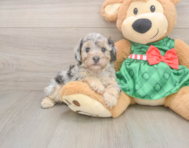 8 week old Poodle Puppy For Sale - Florida Fur Babies