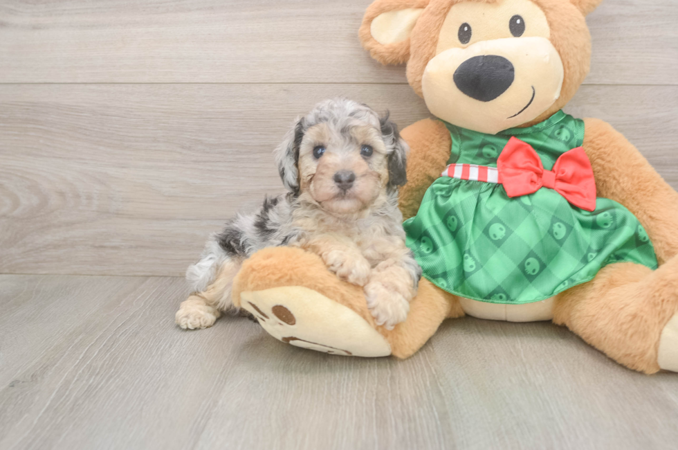 5 week old Poodle Puppy For Sale - Florida Fur Babies