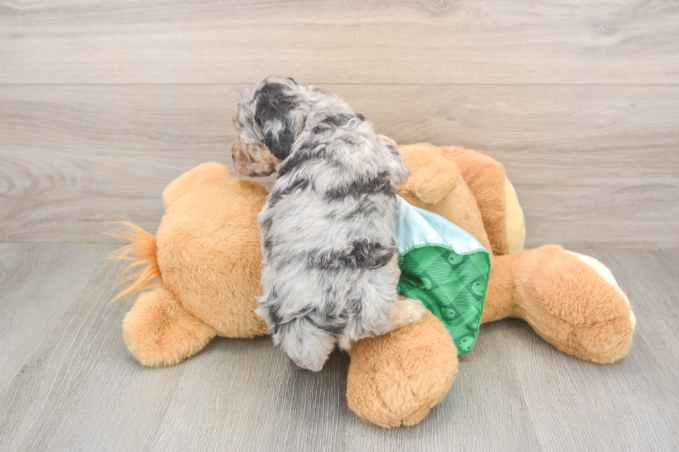 Funny Poodle Purebred Pup