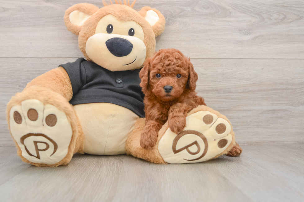 Poodle Puppy for Adoption