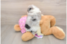 Friendly Poodle Baby