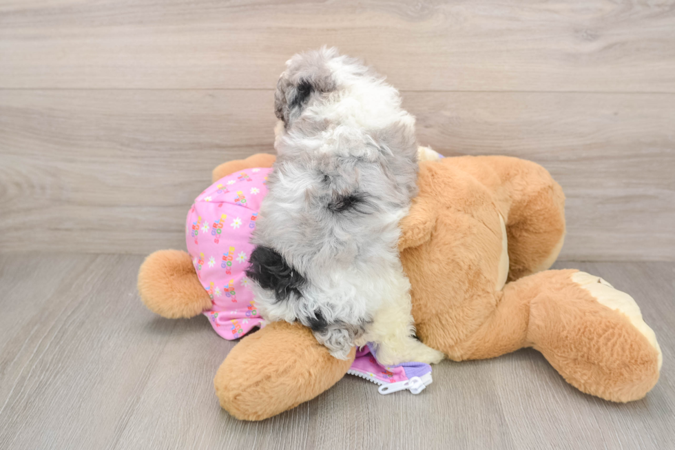 Friendly Poodle Baby
