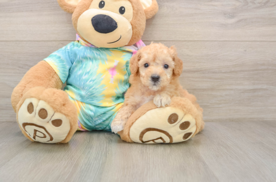 Best Poodle Baby