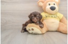 Energetic Toy Poodle Purebred Puppy