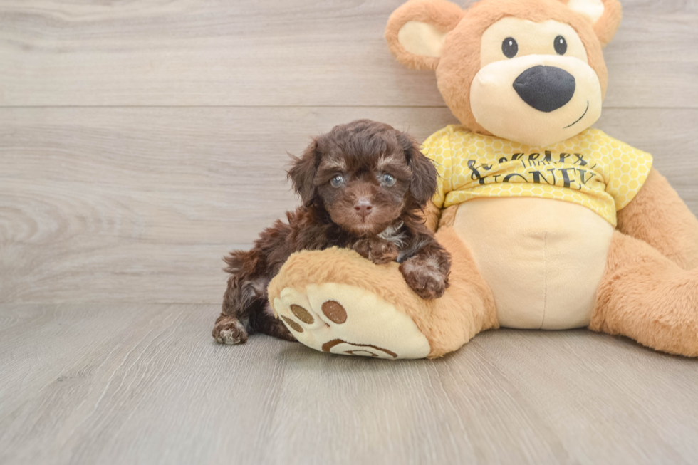 Energetic Toy Poodle Purebred Puppy