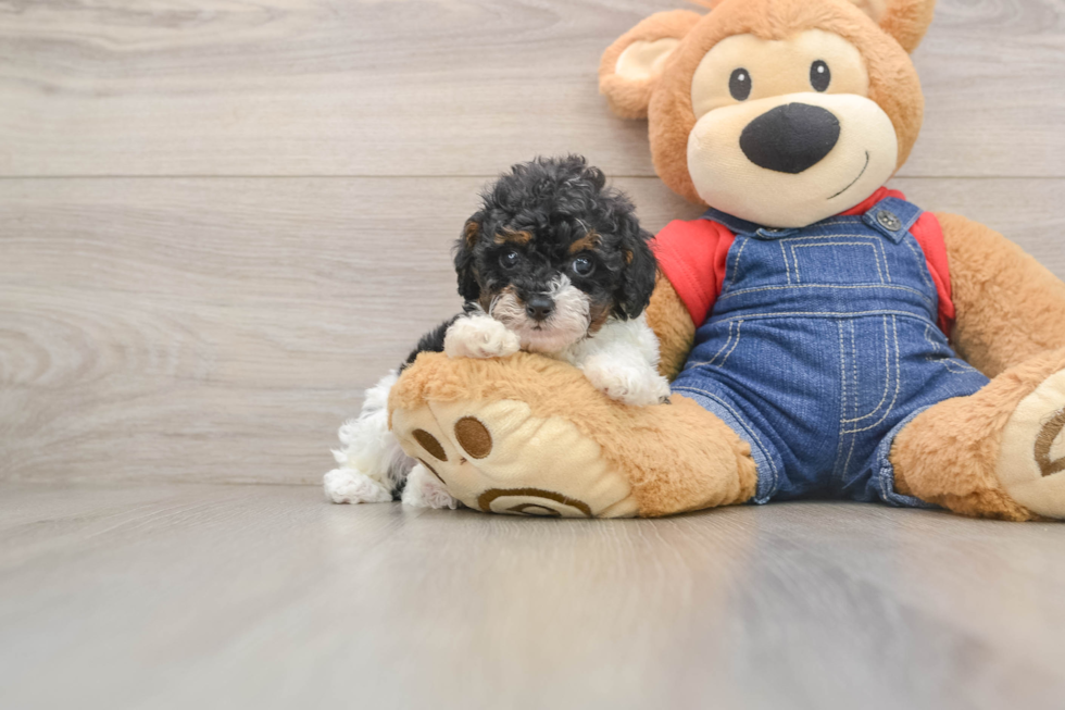 Funny Poodle Purebred Pup