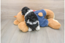 Poodle Puppy for Adoption