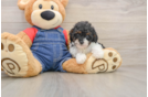 Akc Registered Poodle Purebred Pup