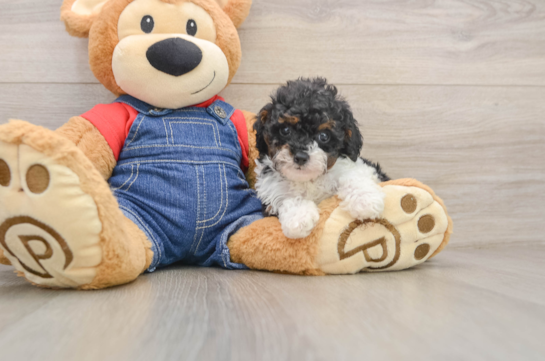 Akc Registered Poodle Purebred Pup