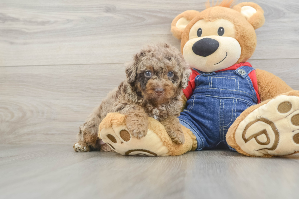Hypoallergenic Poodle Baby