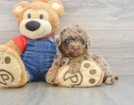 6 week old Poodle Puppy For Sale - Florida Fur Babies