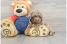 Best Poodle Baby