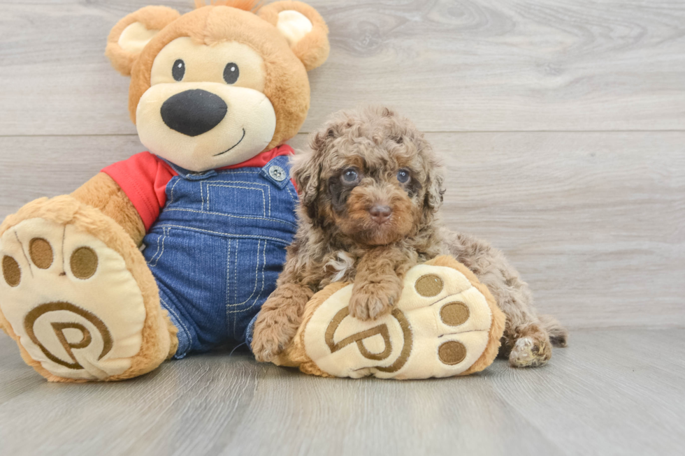 Best Poodle Baby