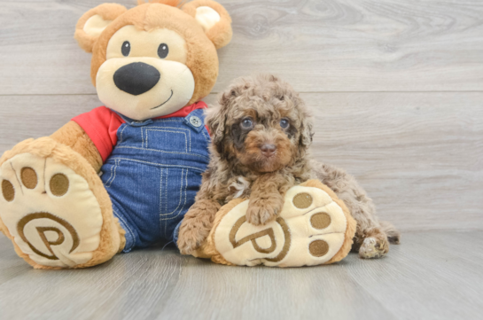 Best Poodle Baby